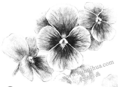 三色花素描画法步骤11
