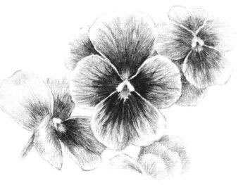 三色花素描画法步骤12