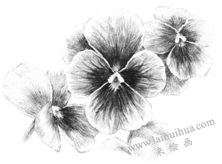 三色花素描画法步骤13