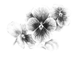 三色花素描画法