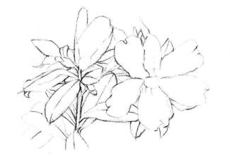 红山茶素描画法步骤03