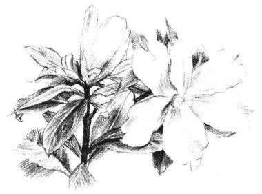 红山茶素描画法步骤08