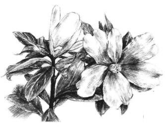 红山茶素描画法步骤11