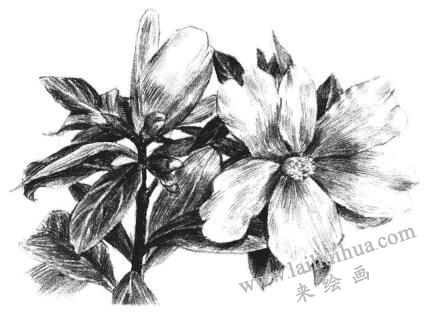 红山茶素描画法步骤12