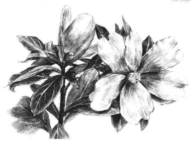 红山茶素描画法步骤13
