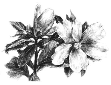 红山茶素描画法步骤14