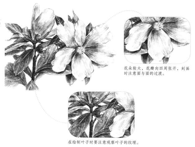红山茶素描画法