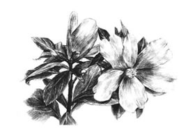 红山茶素描画法