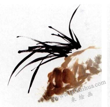 兰花的画法范画画法步骤02