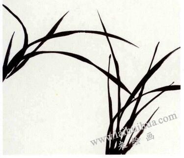 兰花的画法范画画法步骤01