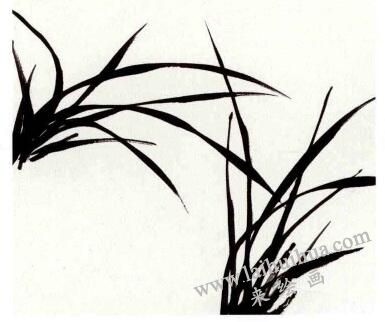 兰花的画法范画画法步骤02