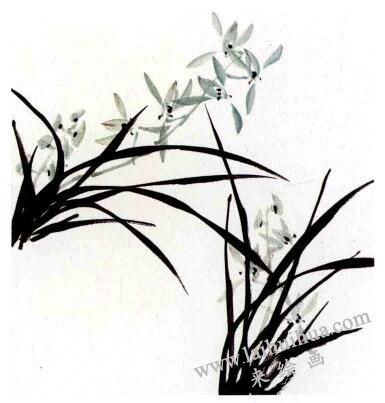 兰花的画法范画画法步骤03