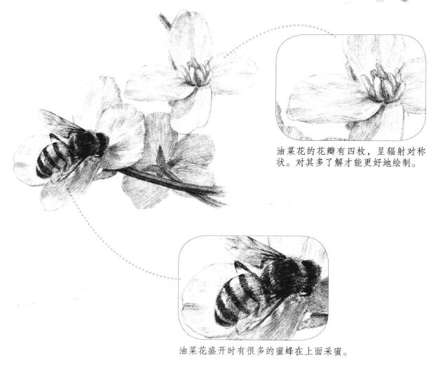 油菜花素描画法