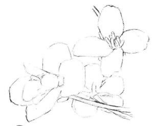 油菜花素描画法步骤02