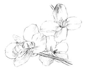 油菜花素描画法步骤04