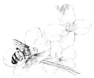 油菜花素描画法步骤06