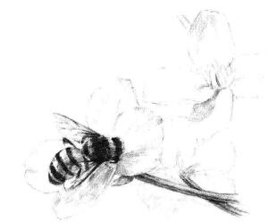 油菜花素描画法步骤07