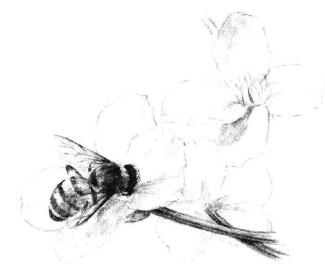 油菜花素描画法步骤08
