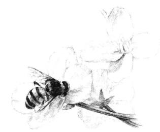 油菜花素描画法步骤09