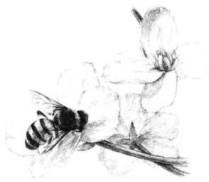 油菜花素描画法步骤10