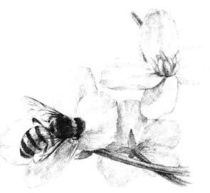 油菜花素描画法步骤11