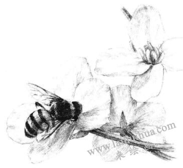 油菜花素描画法步骤13
