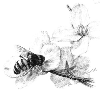 油菜花素描画法步骤14