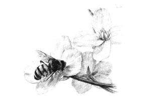 油菜花素描画法