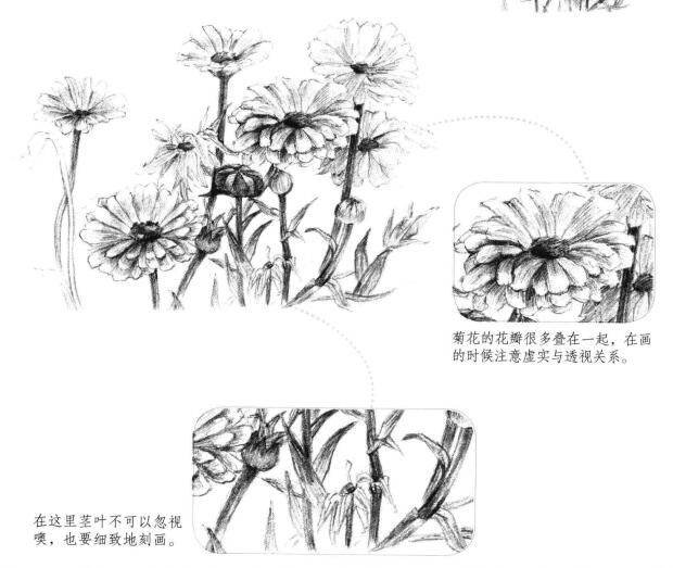 菊花素描画法