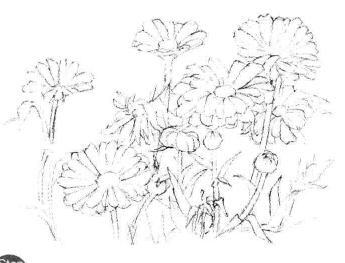 菊花素描画法步骤03