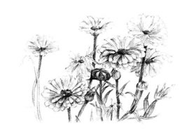 菊花素描画法