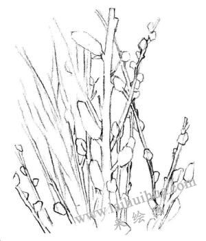 银芽柳素描画法步骤02