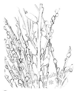 银芽柳素描画法步骤03