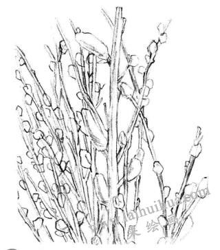 银芽柳素描画法步骤04