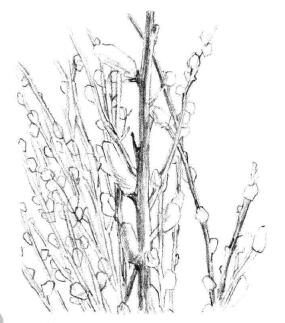 银芽柳素描画法步骤05