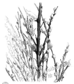 银芽柳素描画法步骤08