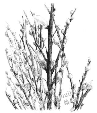 银芽柳素描画法步骤09