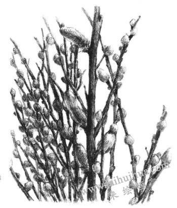 银芽柳素描画法步骤11