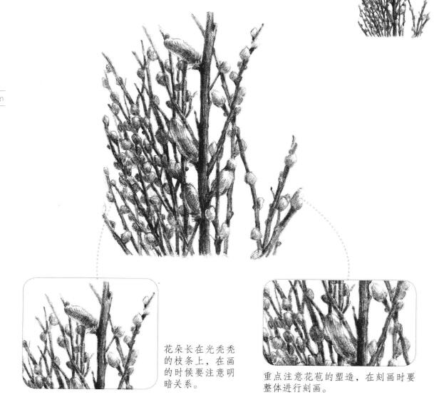 银芽柳素描画法