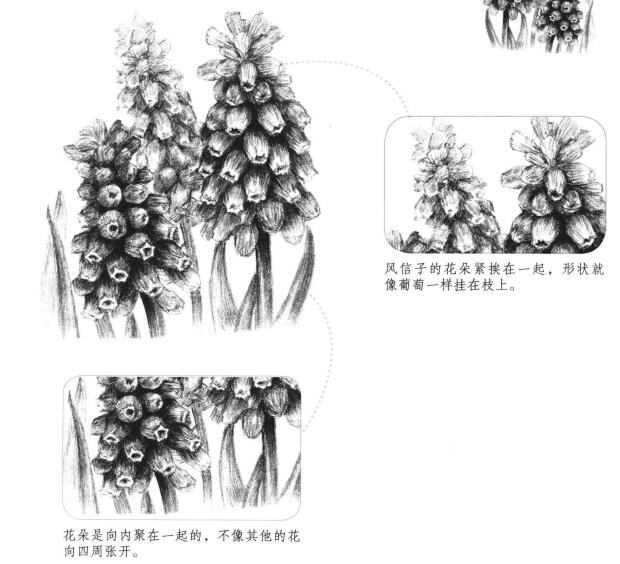 葡萄风信子素描画法