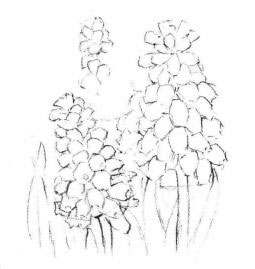 葡萄风信子素描画法步骤03