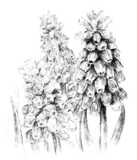 葡萄风信子素描画法步骤09