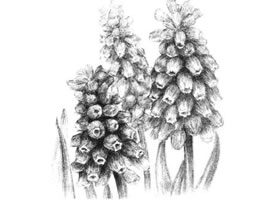 葡萄风信子素描画法