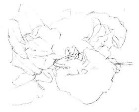 樱花素描画法步骤02
