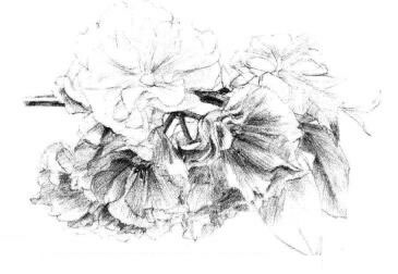 樱花素描画法步骤08