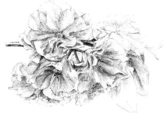 樱花素描画法步骤09