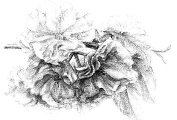 樱花素描画法步骤11