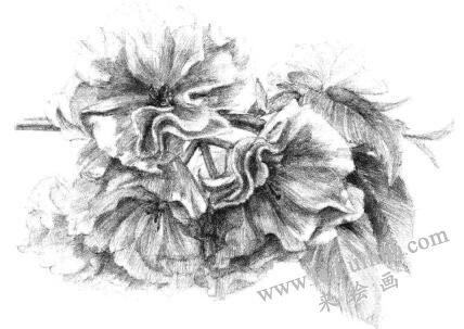 樱花素描画法步骤13
