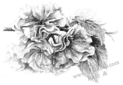 樱花素描画法步骤14