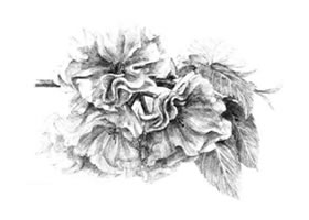 樱花素描画法